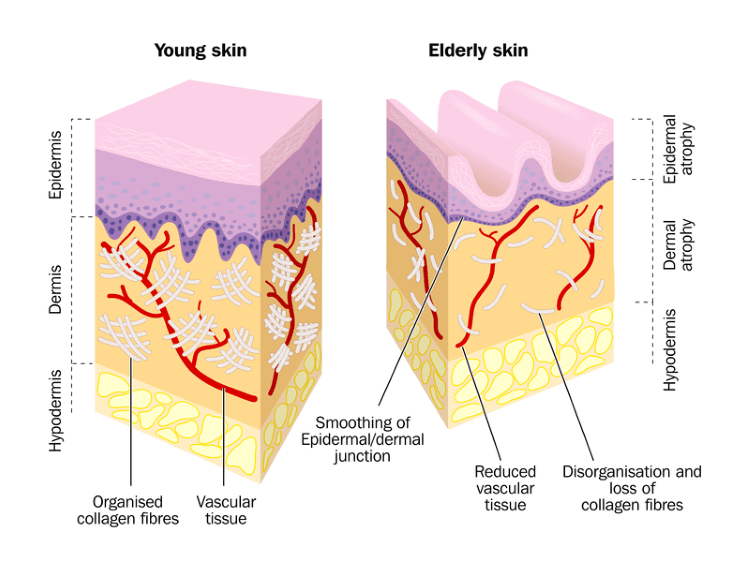 A Beginner's Guide To Skincare Ingredients: Retinol Dermacare Direct