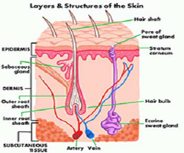 The Skin Structure & Function