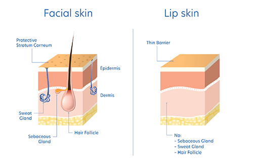 lip diagram