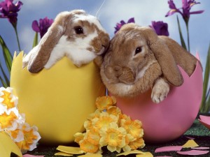 Easter-Bunnies