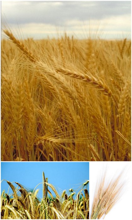Wheat - source of azelaic acid