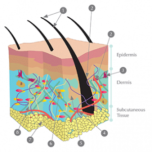 Diagram showing 3 layers of skin