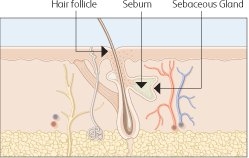 Hair follicle and sebaceous gland