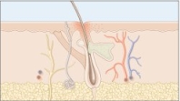 Increasing sebum production