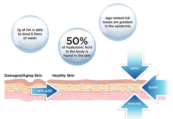  Hyla3D lip diagram